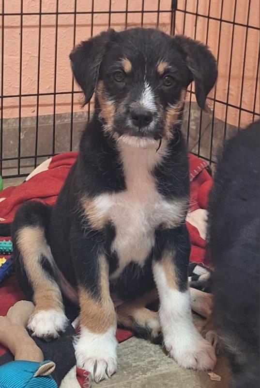 Bristle, a Adoptable Border Terrier in House Springs, MO image 2/2