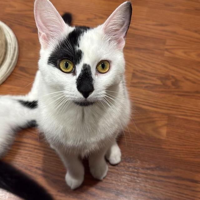 Ozzy, Adoptable, Young Male Domestic Short Hair.