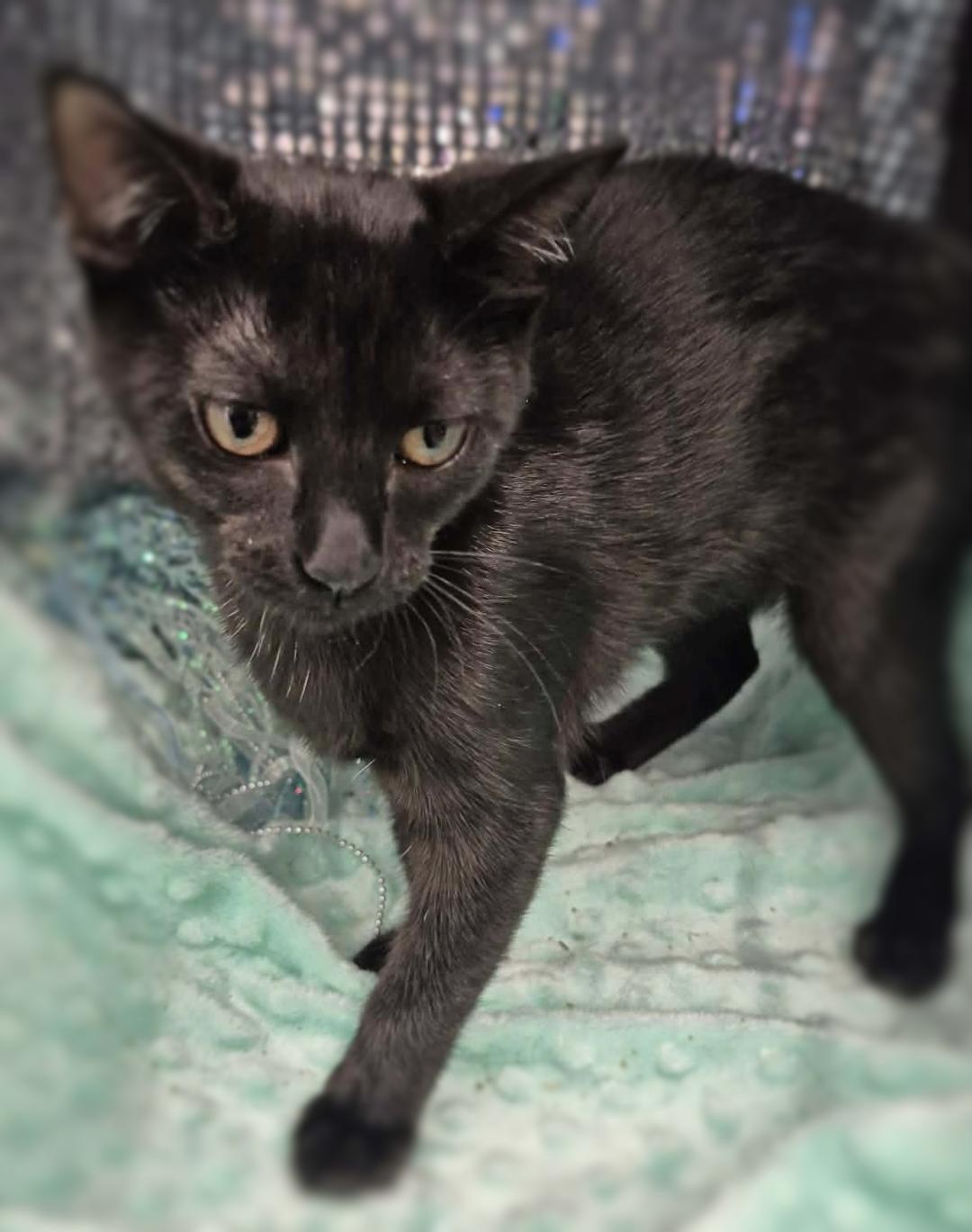 Enlarge Dusty, an adopted Domestic Short Hair in Ocean Springs, MS image 2/4