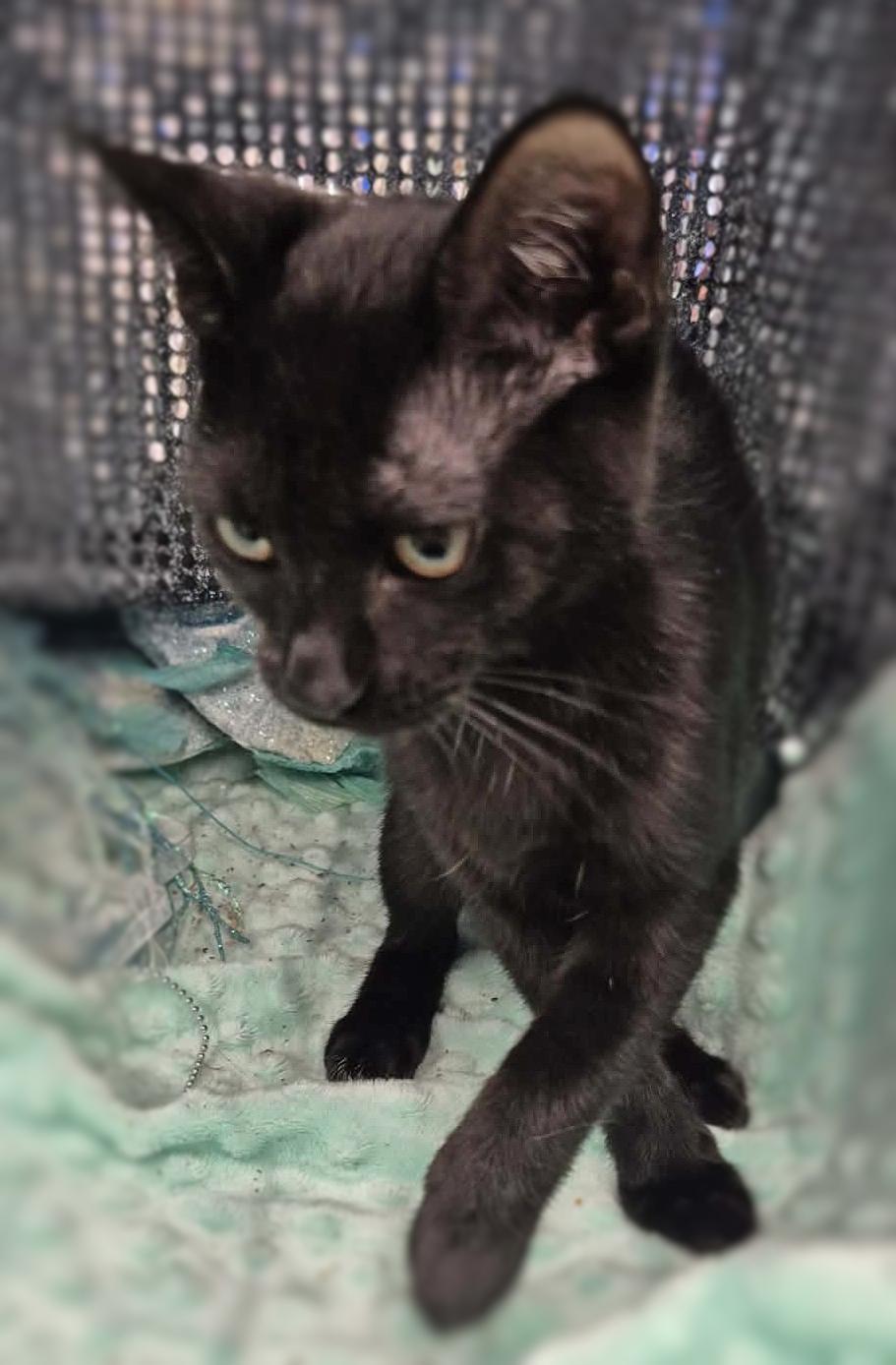 Enlarge Dusty, an adopted Domestic Short Hair in Ocean Springs, MS image 4/4