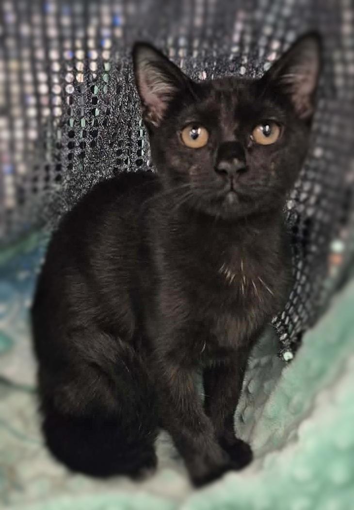 Dusty, adopted, Kitten Female Domestic Short Hair.