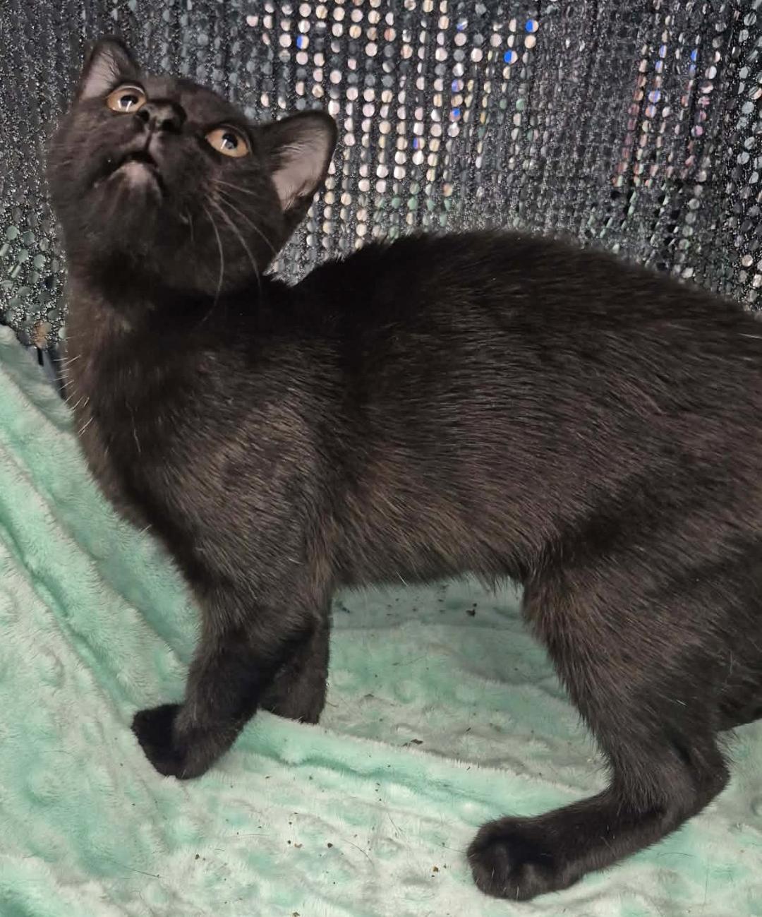 Enlarge Dusty, an adopted Domestic Short Hair in Ocean Springs, MS image 3/4