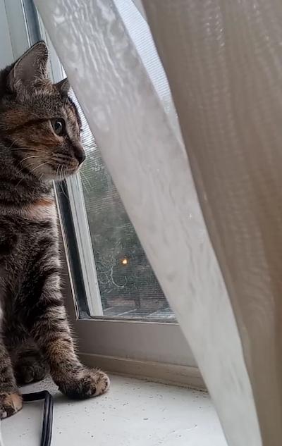 Timber, Adoptable, Young Female Domestic Short Hair.