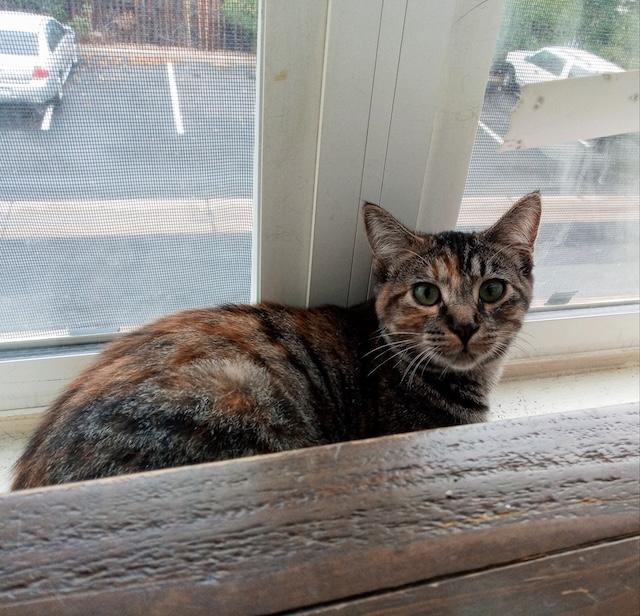 Timber, a Adoptable Domestic Short Hair in Denver, CO image 3/3