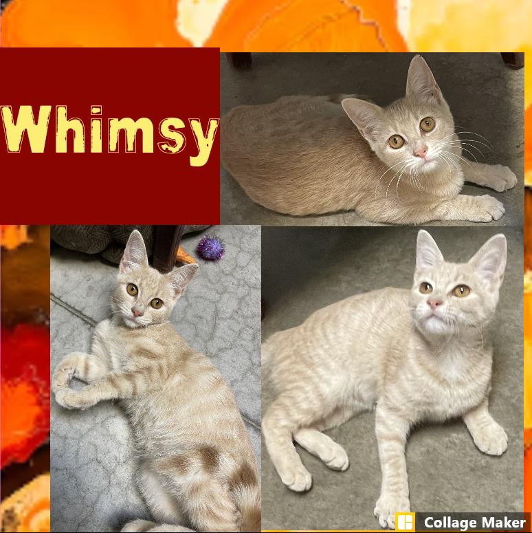 Whimsy, Adoptable, Young Female Domestic Short Hair.