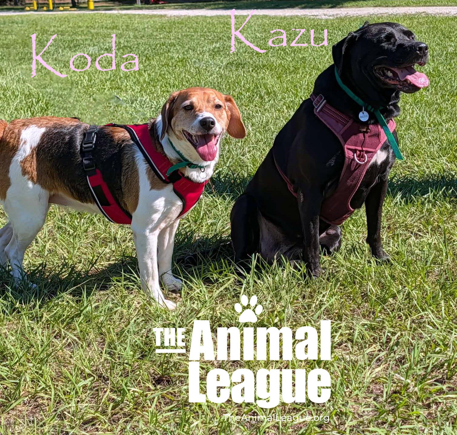 Enlarge Kazu, a Adoptable mixed breed in Groveland, FL image 2/2