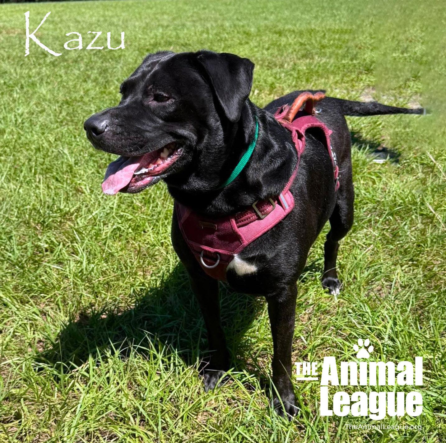 Enlarge Kazu, a Adoptable mixed breed in Groveland, FL image 1/2