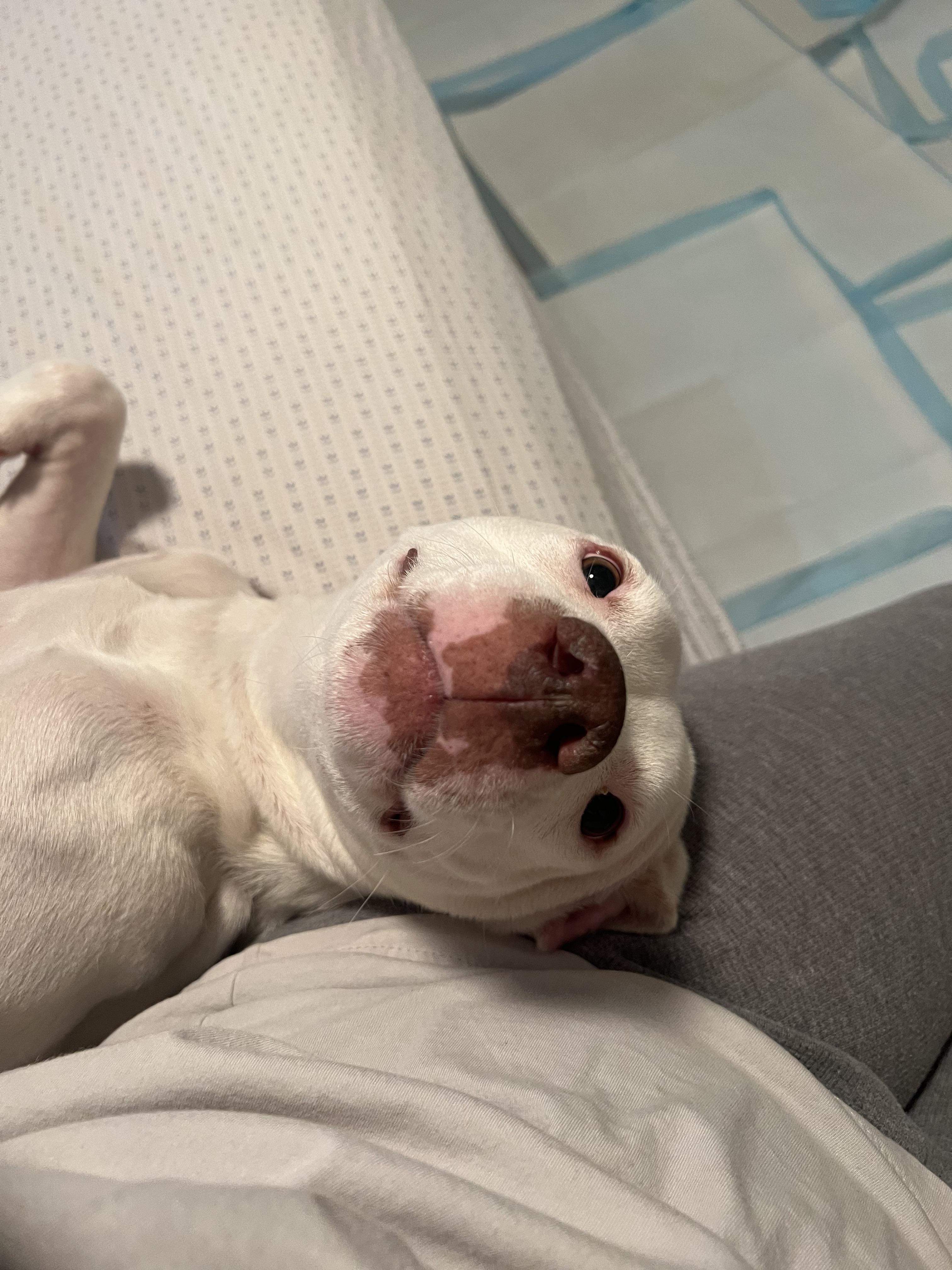 Enlarge Beth, a Adopted mixed breed in Las Vegas, NV image 1/3