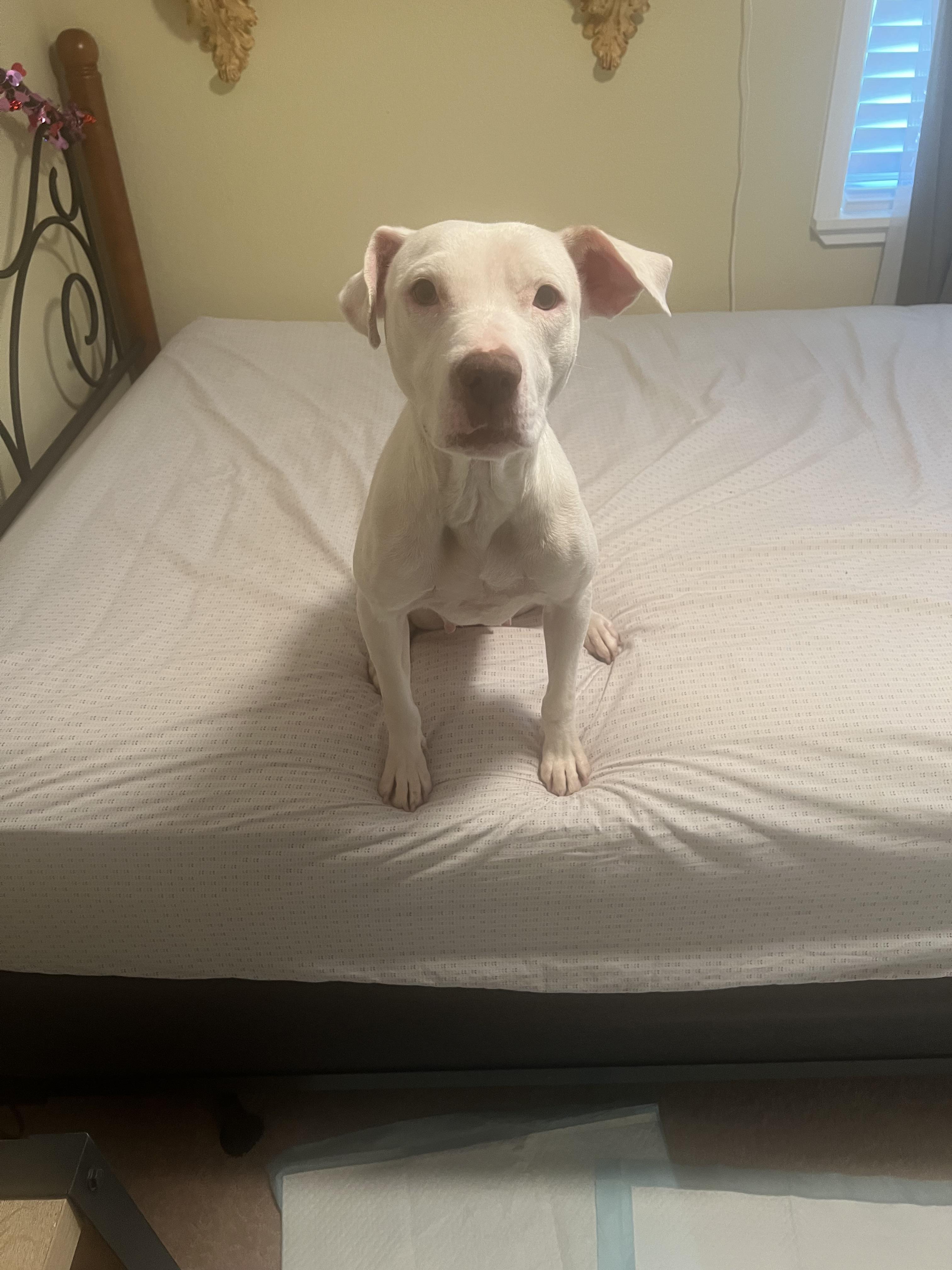 Enlarge Beth, a Adopted mixed breed in Las Vegas, NV image 2/3