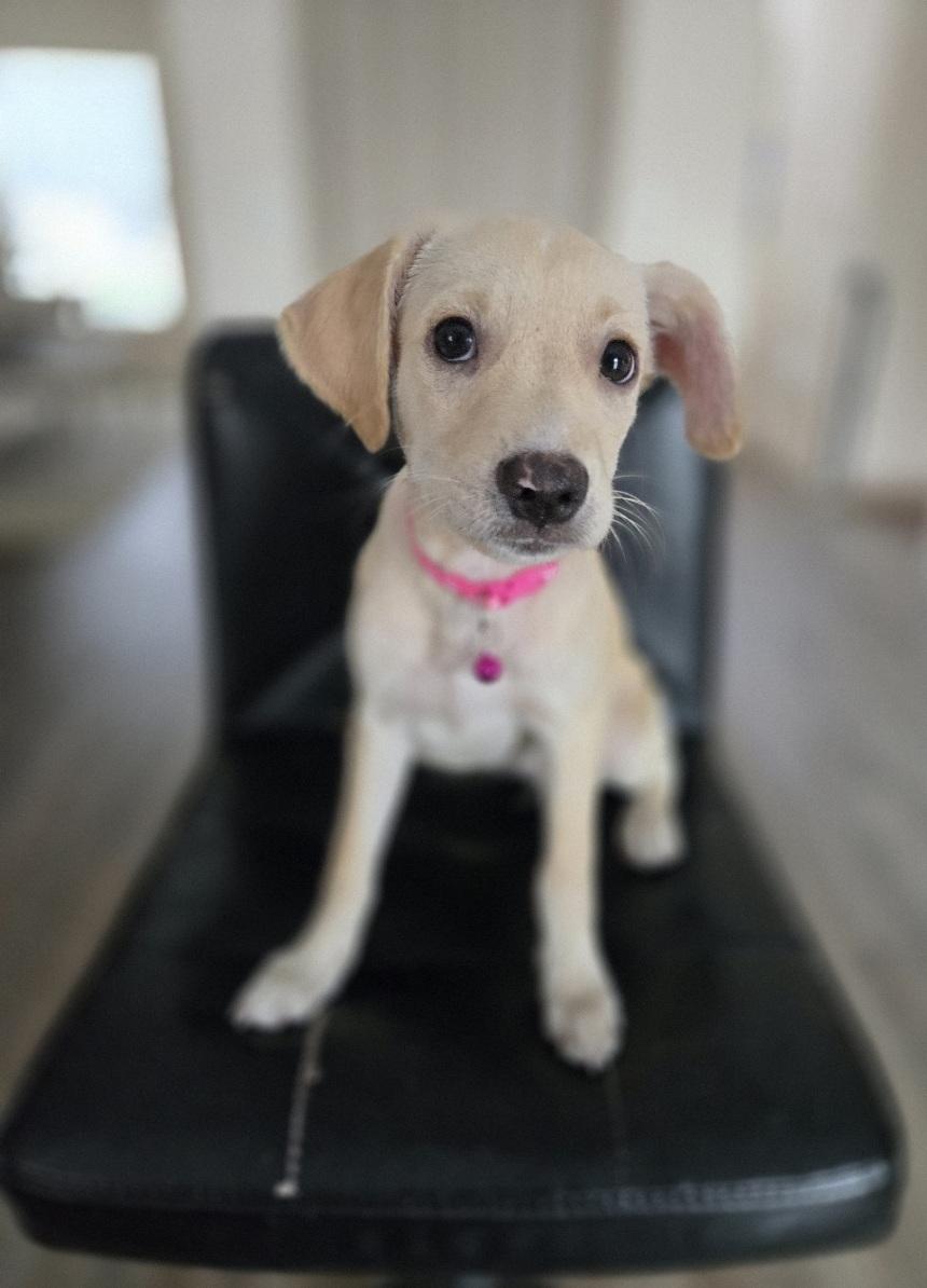 Alexa, an adoptable mixed breed in Orlando, FL image 2/6