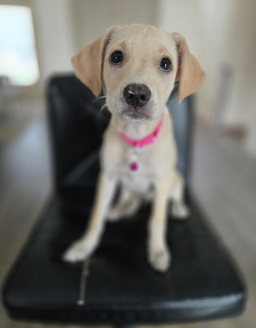 Alexa, adoptable, Puppy Female Mixed Breed.