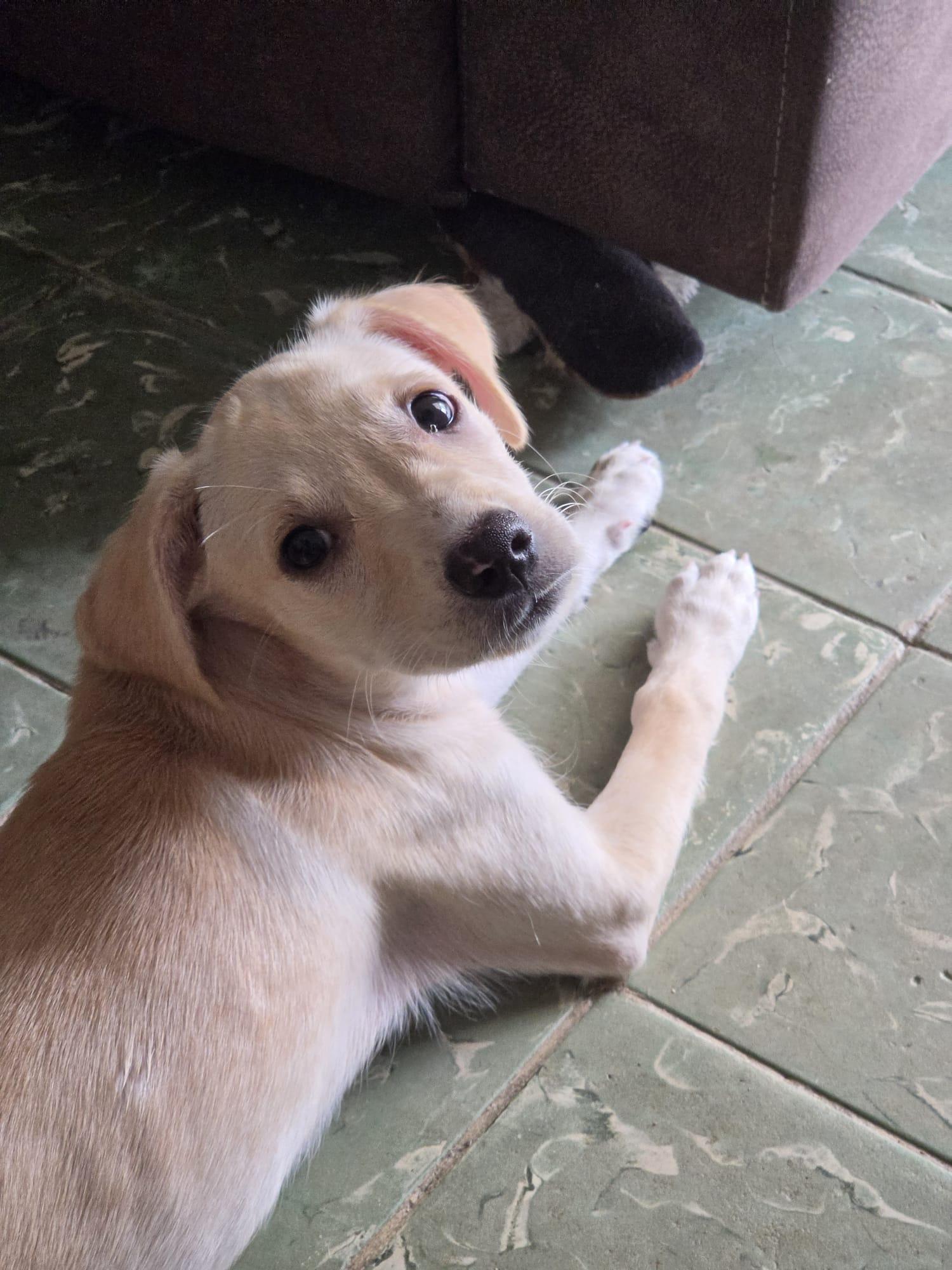 Alexa, an adoptable mixed breed in Orlando, FL image 4/6