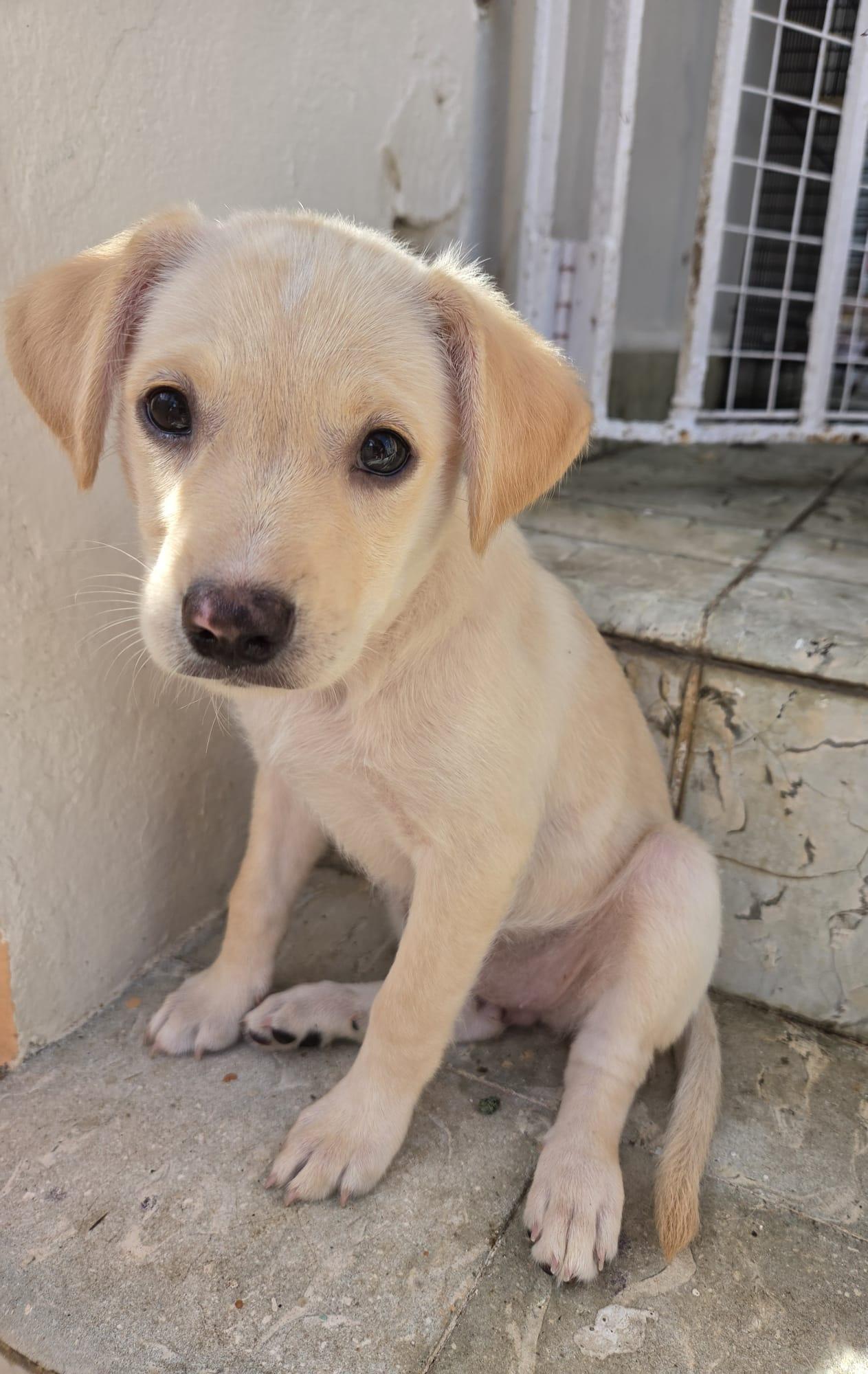 Alexa, an adoptable mixed breed in Orlando, FL image 5/6