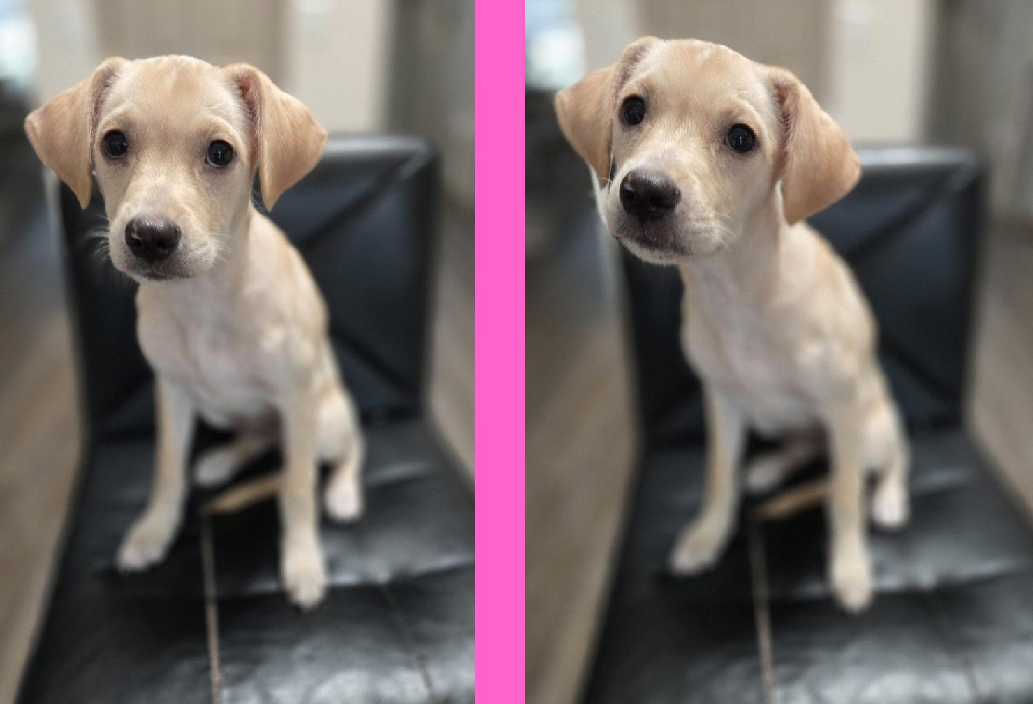 Alexa, an adoptable mixed breed in Orlando, FL image 3/6