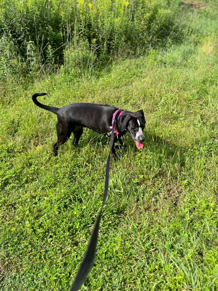 Lady, Adopted, Adult Female Labrador Retriever.