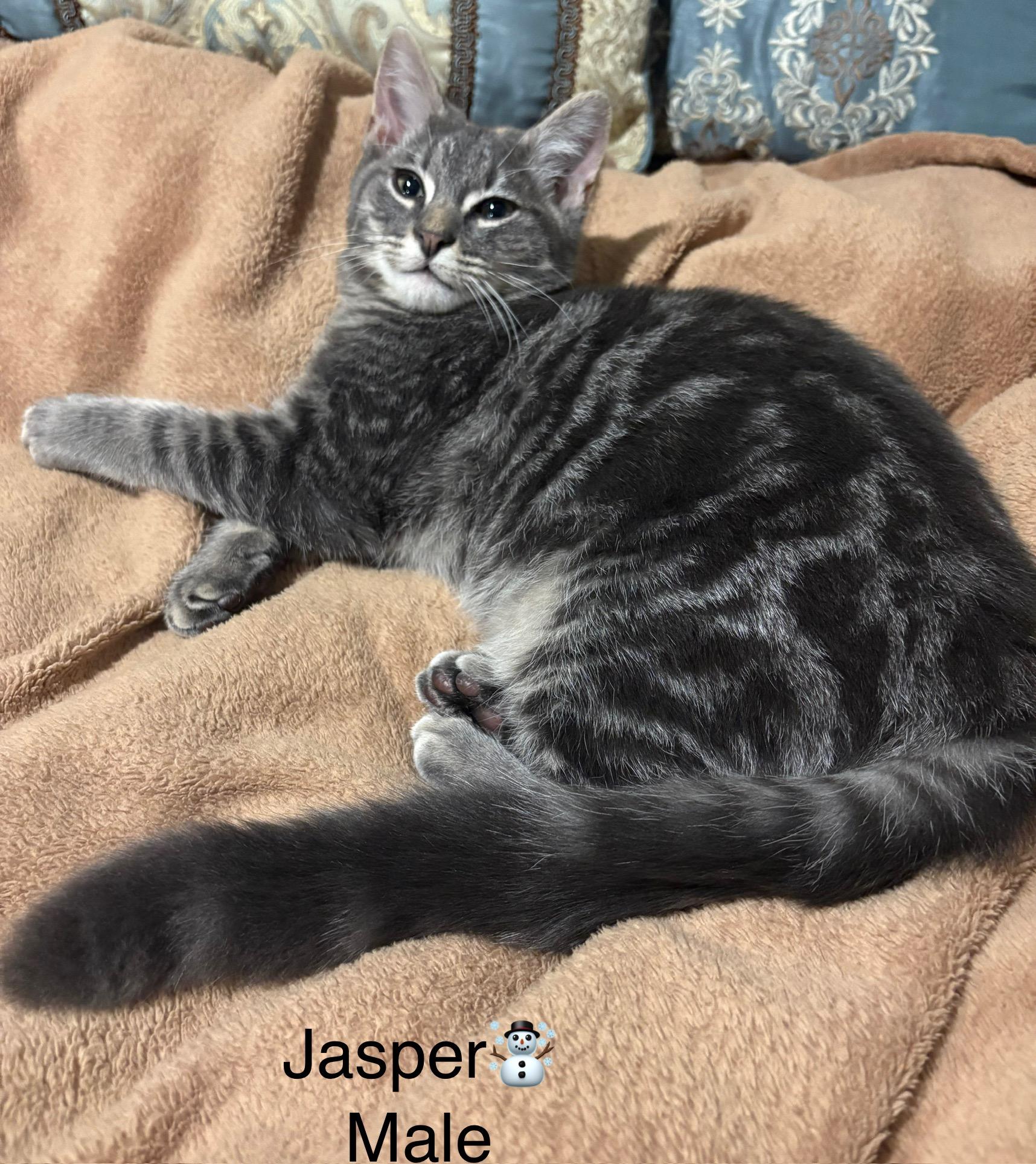 Mazzi and Jasper, a Adoptable Domestic Short Hair image 2/2