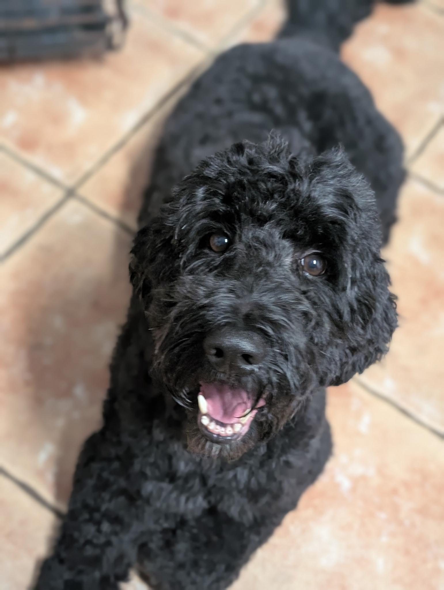 Duchess, ADOPTABLE, Adult Female Labradoodle & Black Labrador Retriever.