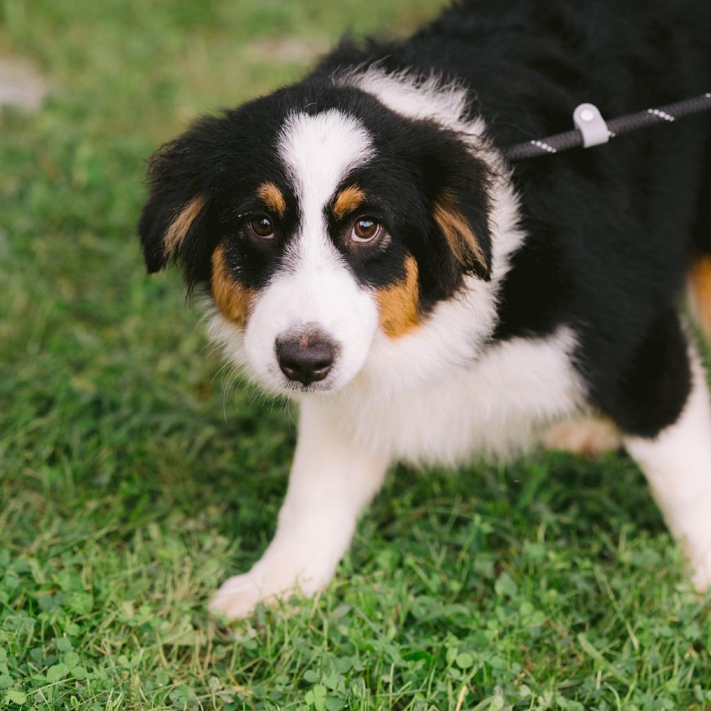 Larana, ADOPTABLE, Young Female Australian Shepherd.