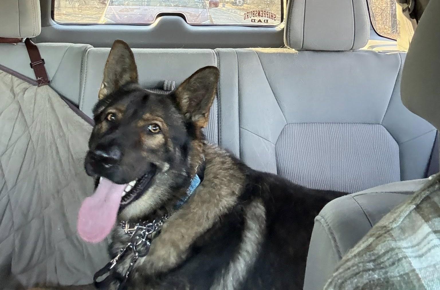 Enlarge Gauge, an adopted German Shepherd Dog in Dallas, TX image 4/6