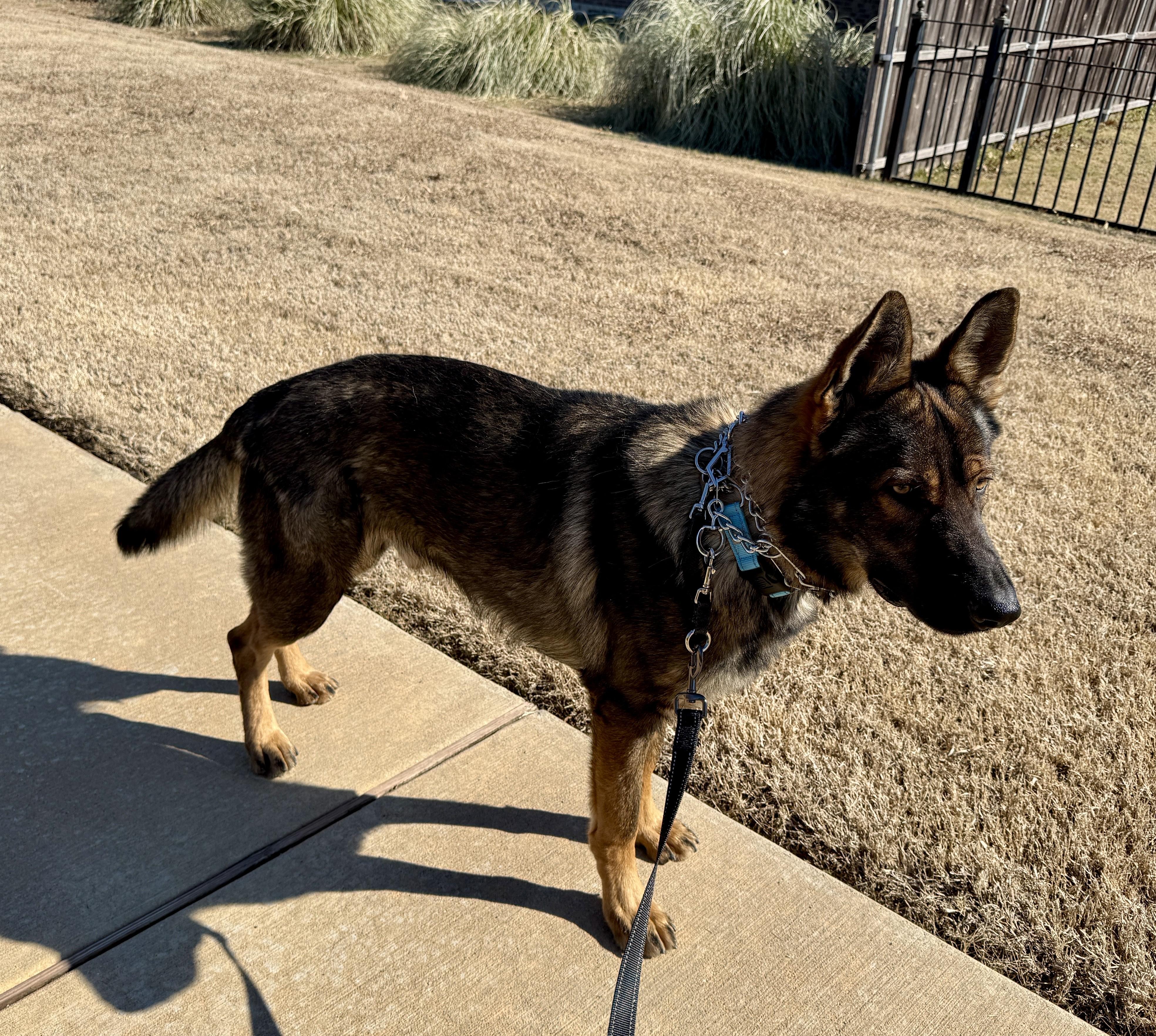 Enlarge Gauge, an adopted German Shepherd Dog in Dallas, TX image 5/6