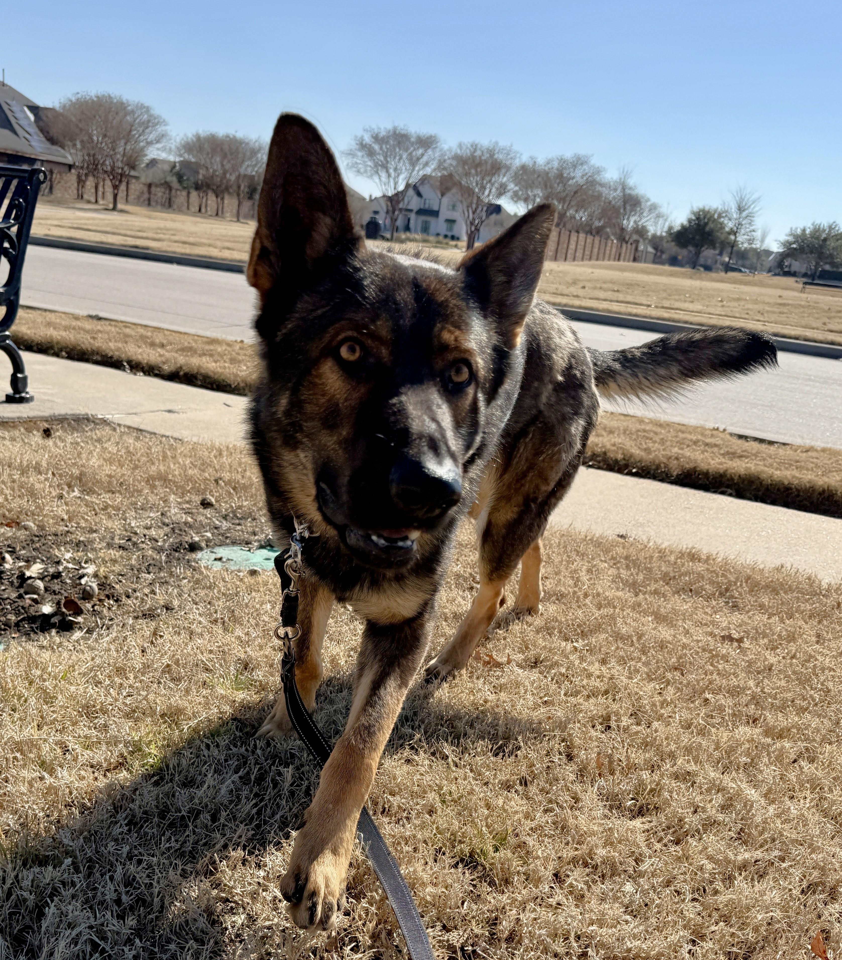 Enlarge Gauge, an adopted German Shepherd Dog in Dallas, TX image 6/6