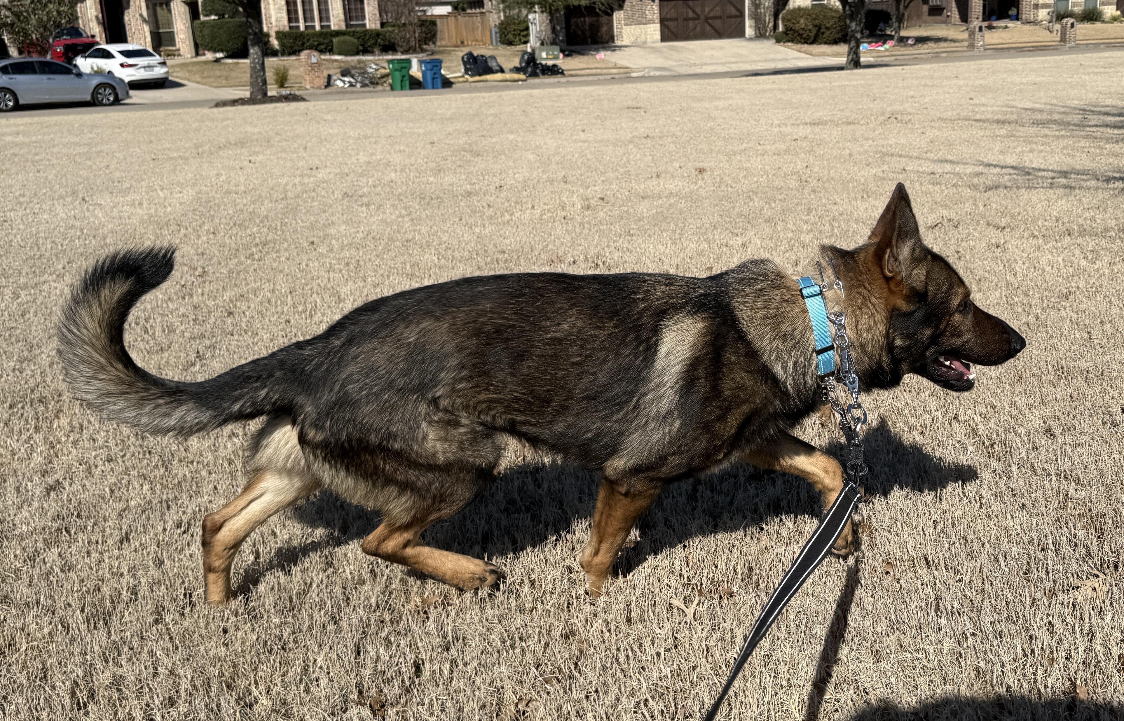Enlarge Gauge, an adopted German Shepherd Dog in Dallas, TX image 1/6