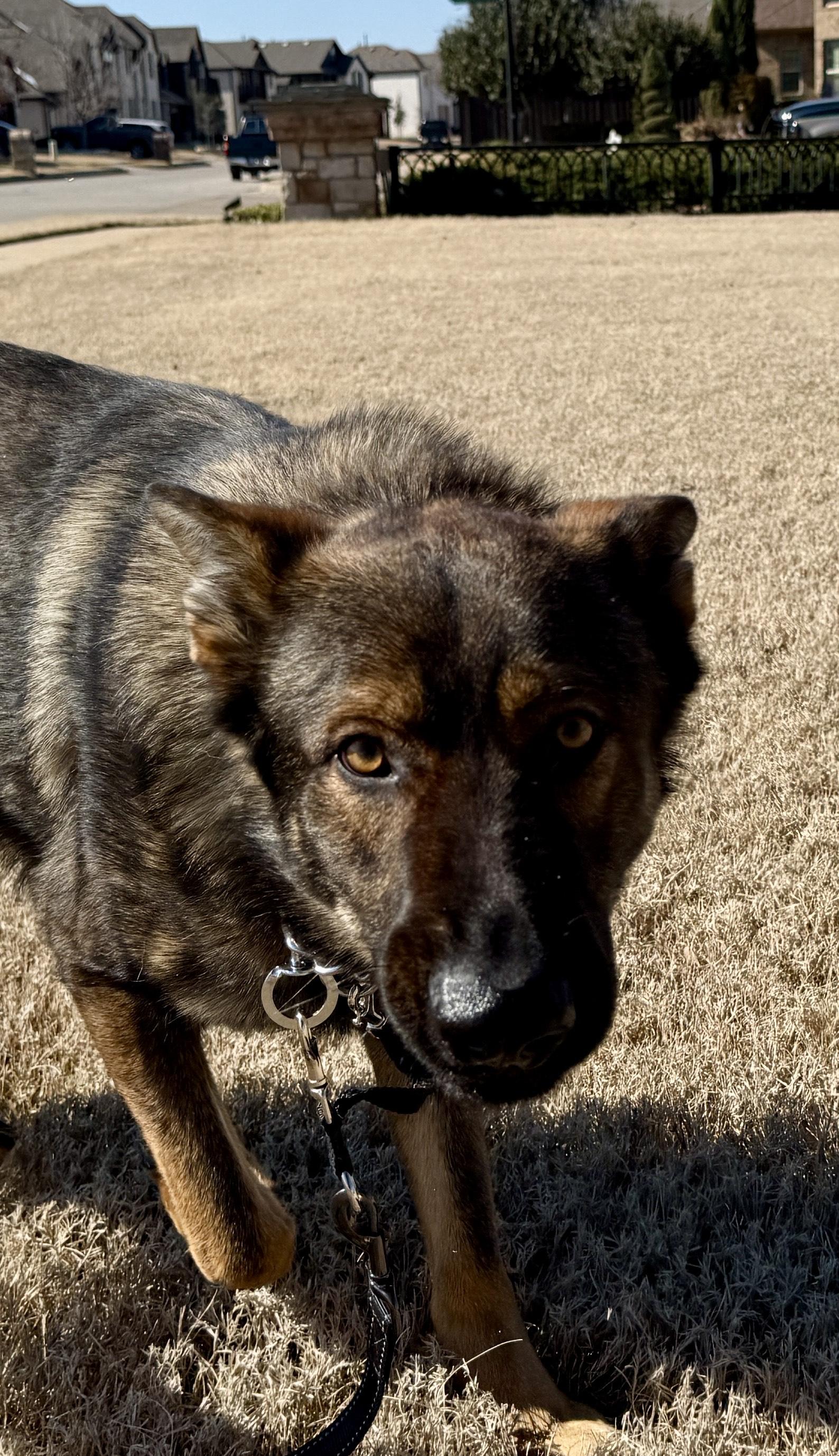 Enlarge Gauge, an adopted German Shepherd Dog in Dallas, TX image 2/6