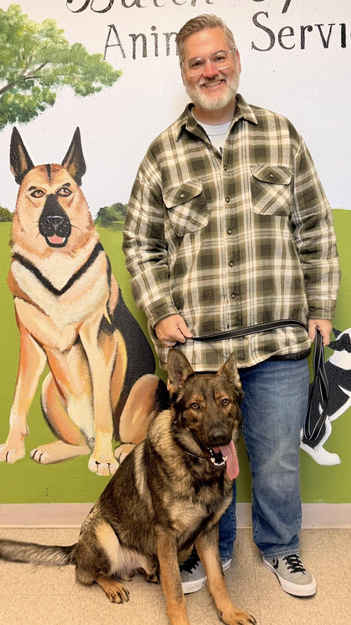 Enlarge Gauge, an adopted German Shepherd Dog in Dallas, TX image 3/6