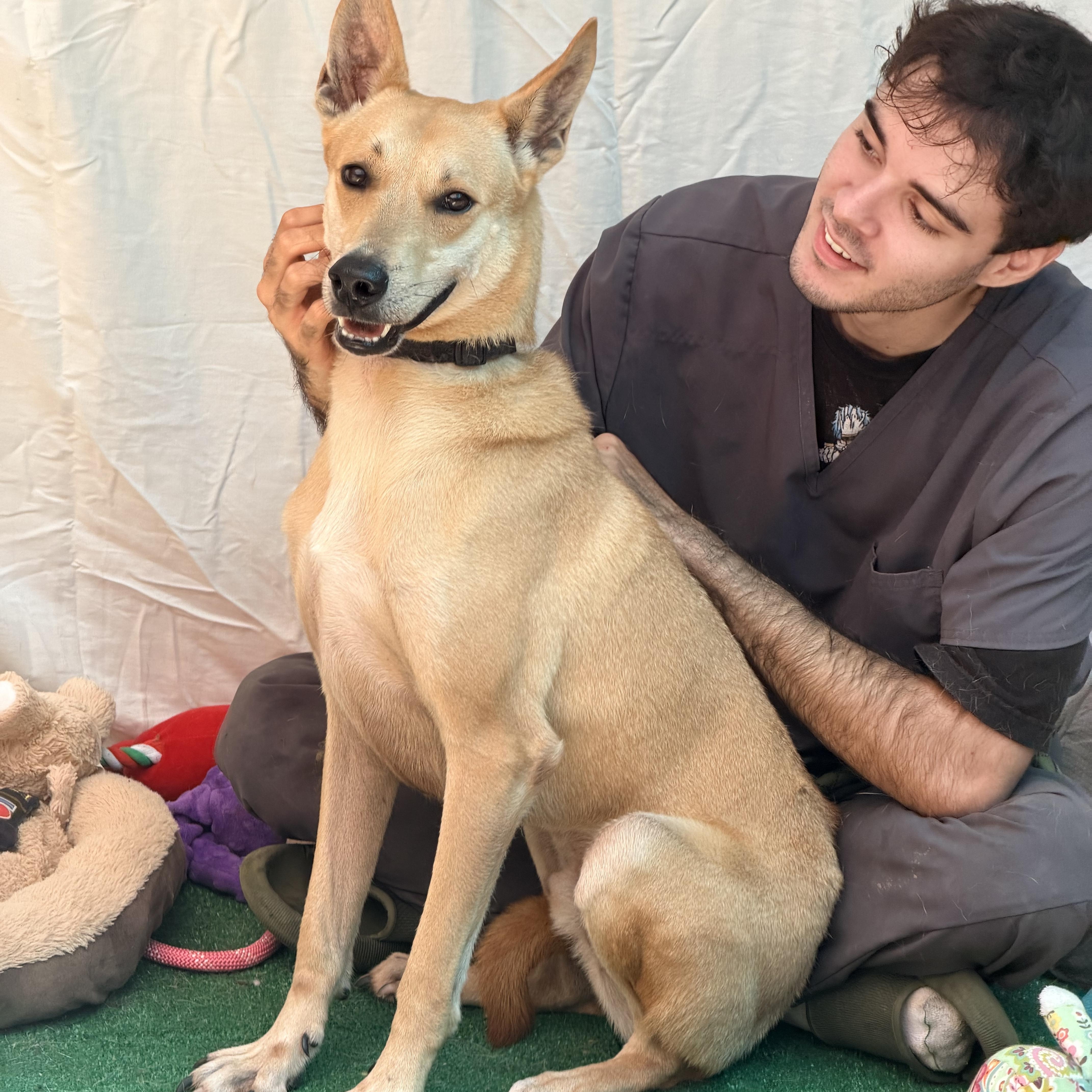 ROmeo, Adoptable, Adult Male Carolina Dog.