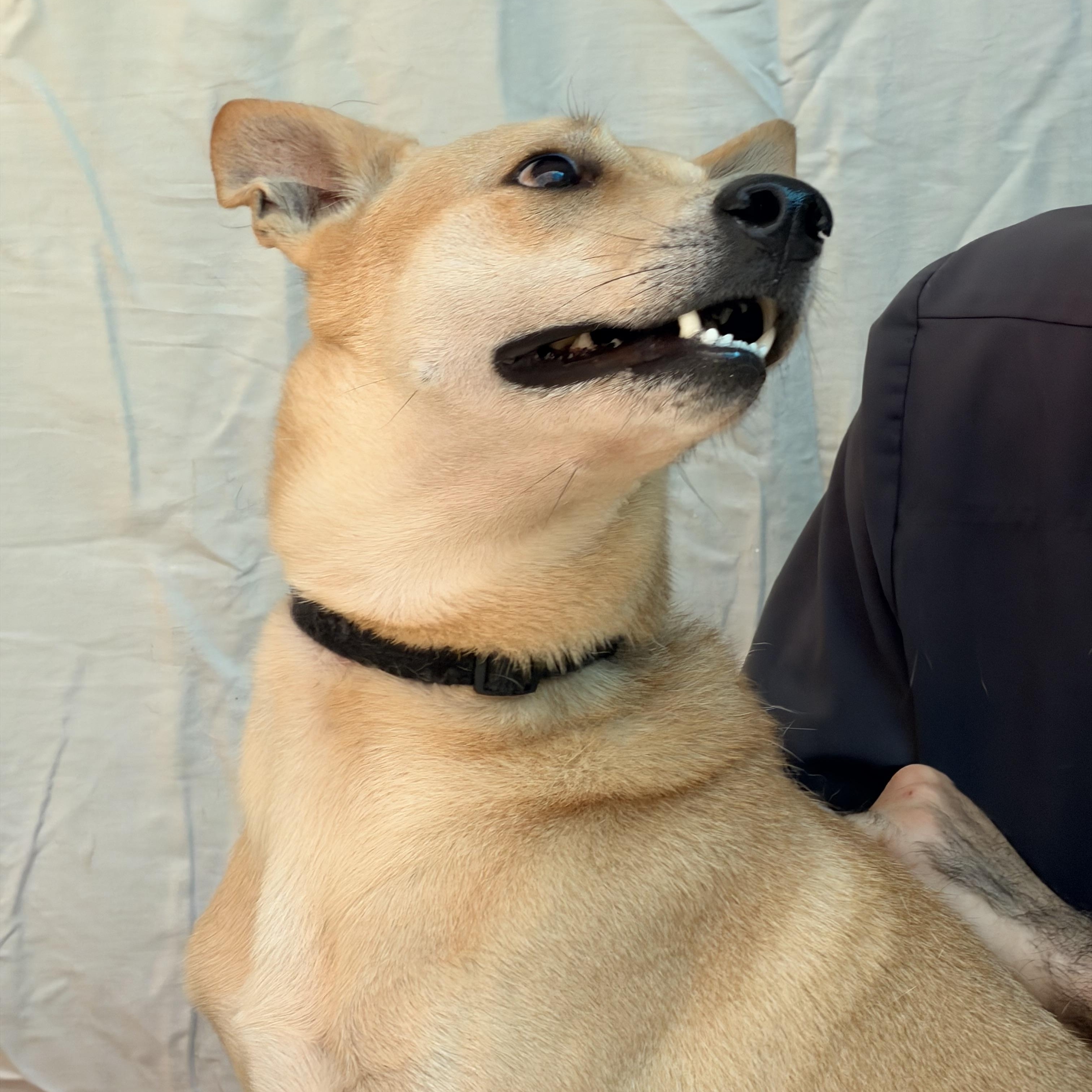 Enlarge ROmeo, a Adoptable mixed breed in West Nyack, NY image 3/5