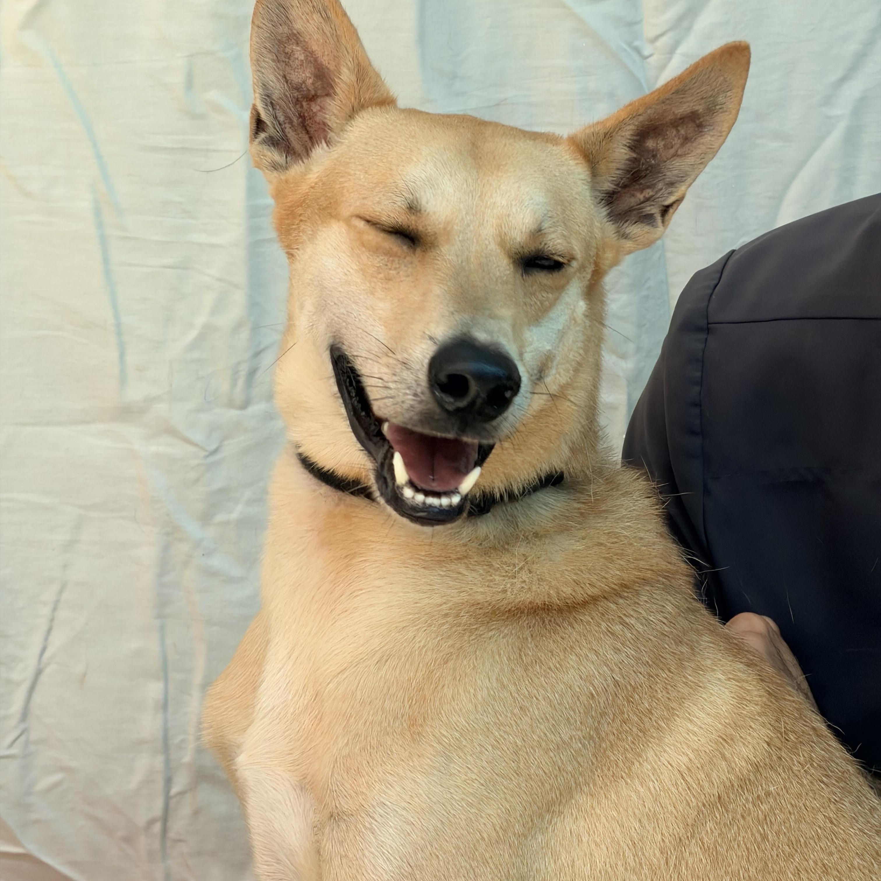 Enlarge ROmeo, a Adoptable mixed breed in West Nyack, NY image 5/5