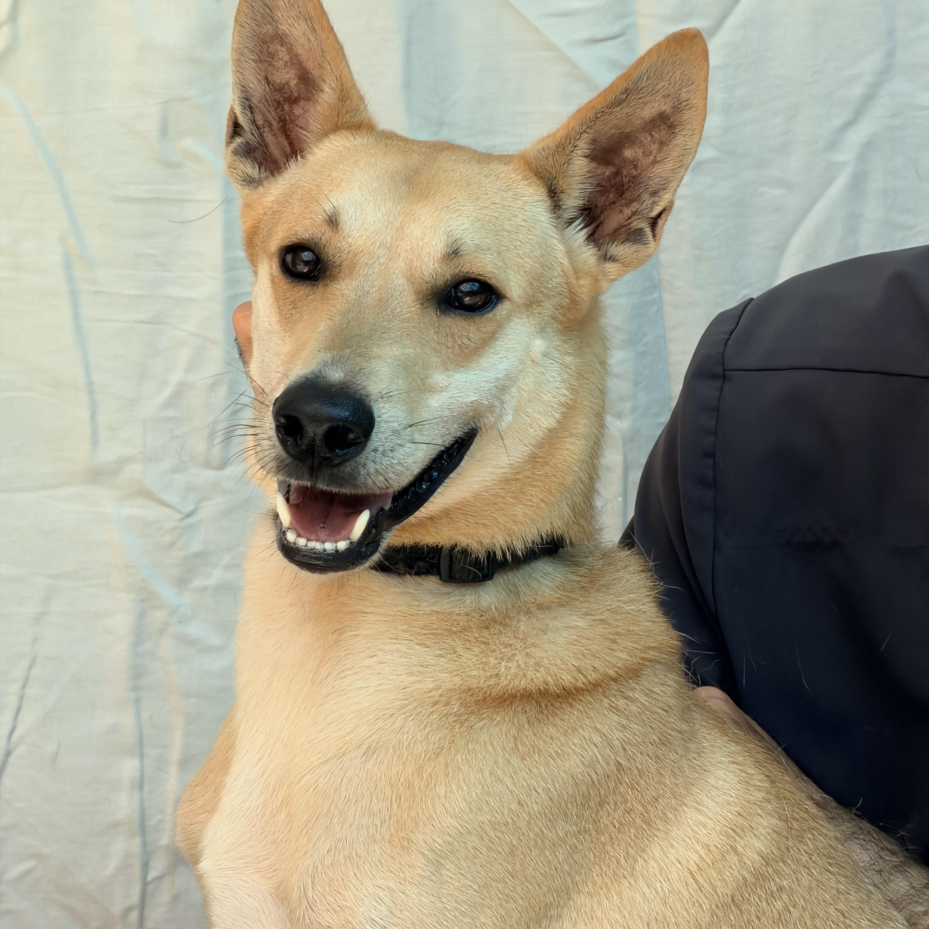 Enlarge ROmeo, a Adoptable mixed breed in West Nyack, NY image 4/5