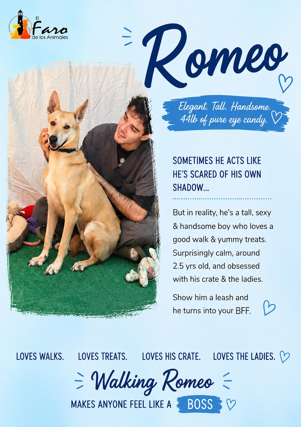 Enlarge ROmeo, a Adoptable mixed breed in West Nyack, NY image 2/5