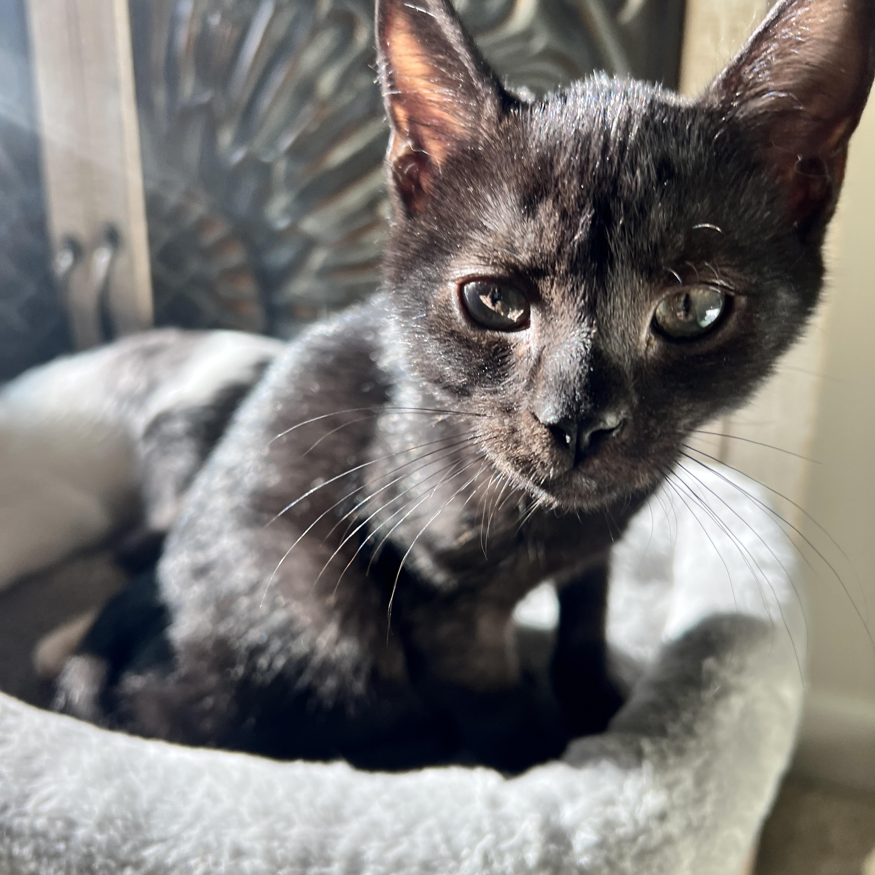 Enlarge Rhysand, a Adoptable mixed breed in Waxhaw, NC image 4/5