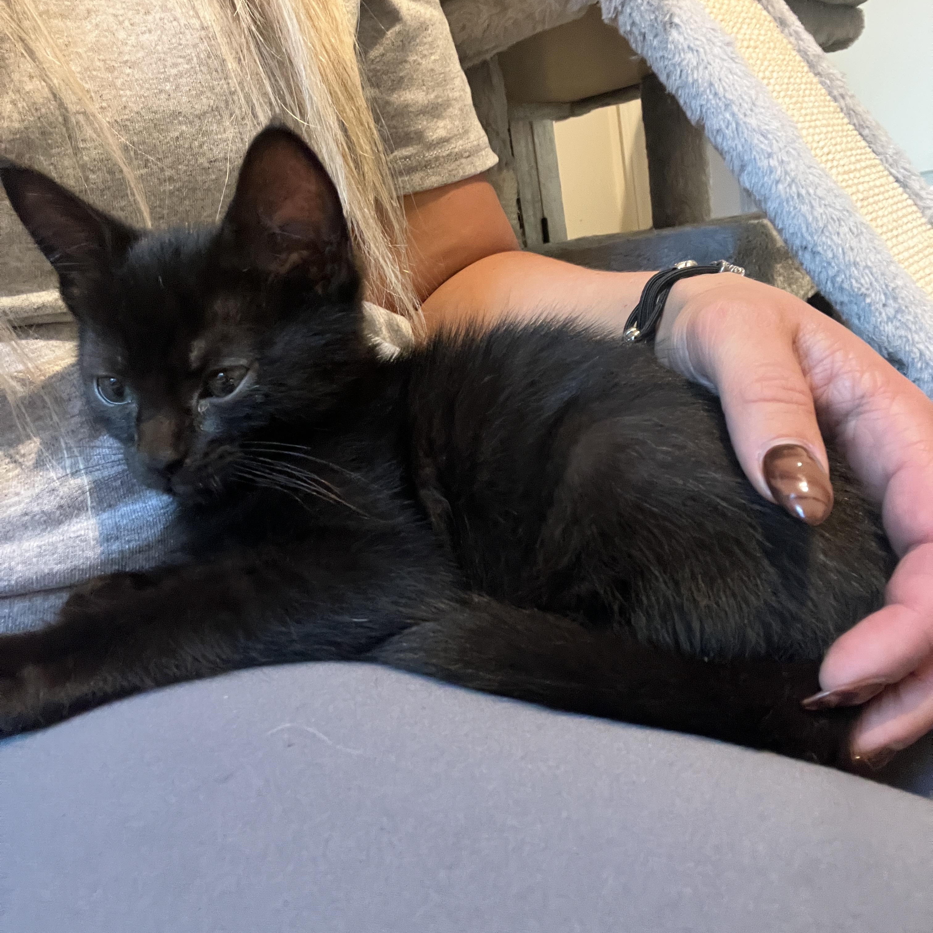 Rhysand, Adoptable, Young Male Domestic Short Hair.