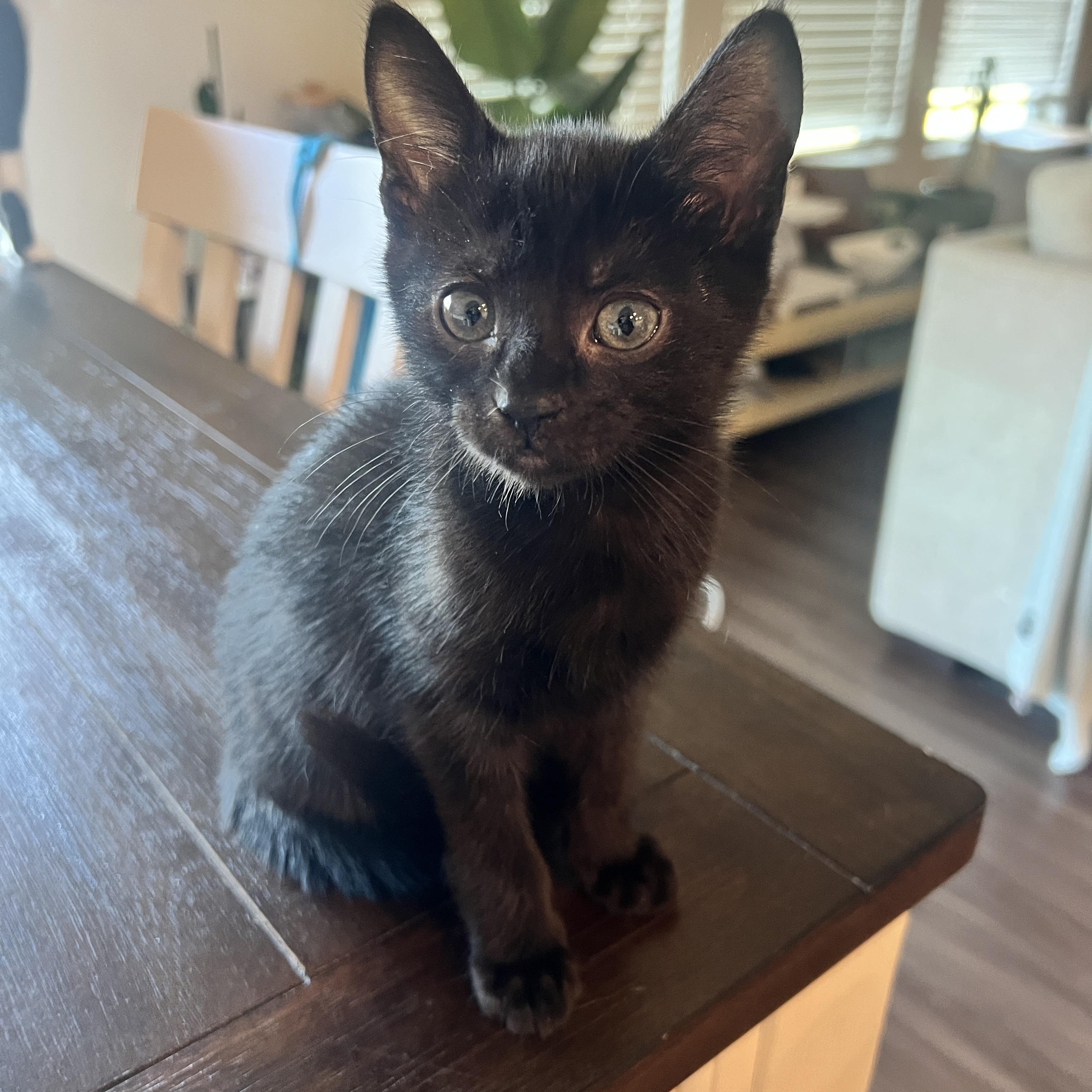 Enlarge Rhysand, a Adoptable mixed breed in Waxhaw, NC image 2/5