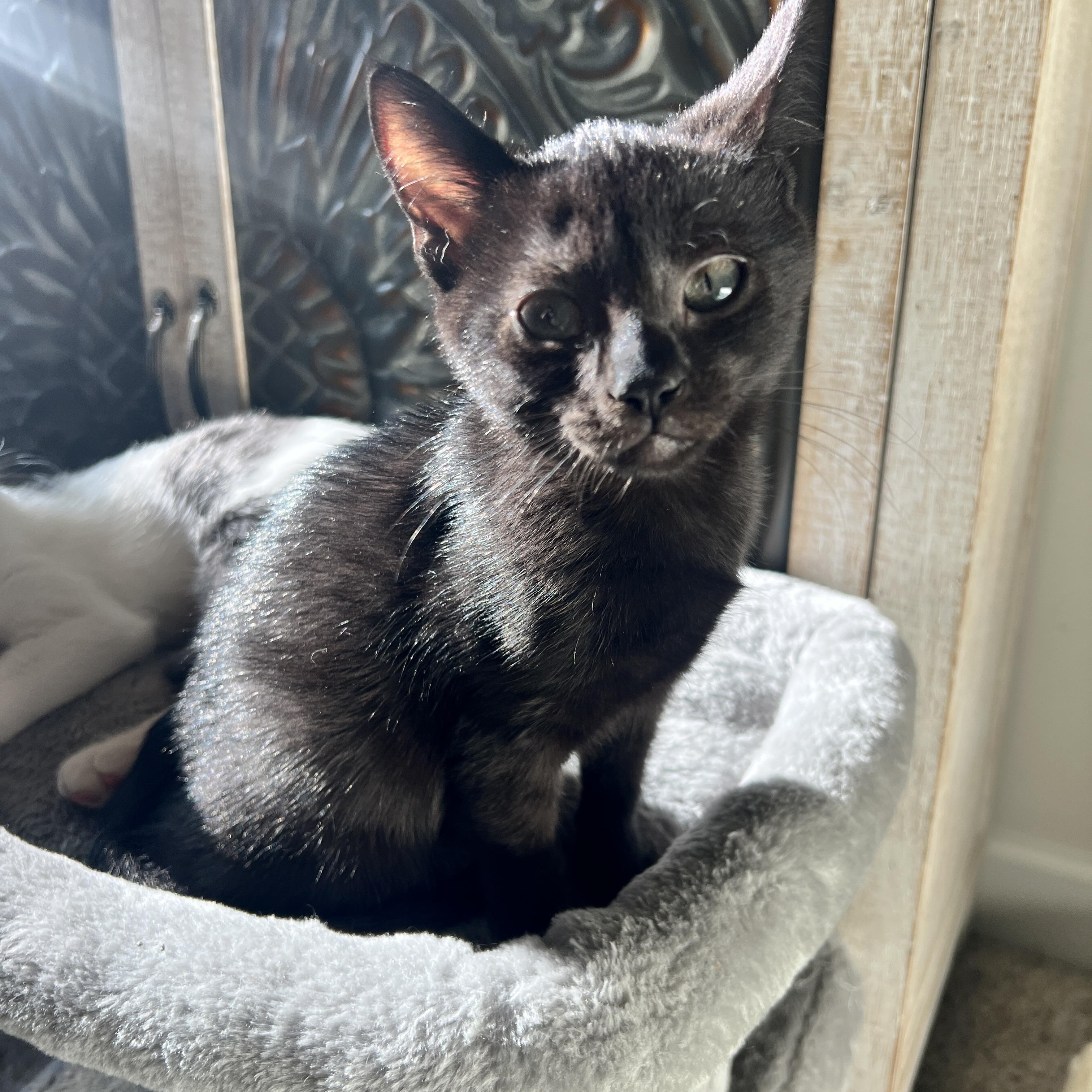 Enlarge Rhysand, a Adoptable mixed breed in Waxhaw, NC image 3/5