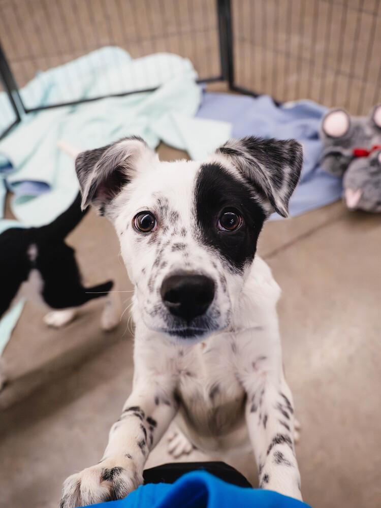 Enlarge AAD Featured Pup!  Chilly - 25309, a Adoptable mixed breed in Armonk, NY image 1/3