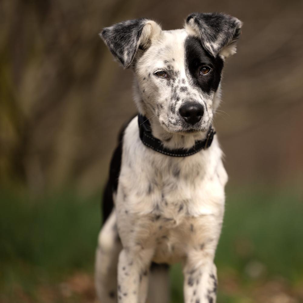 Enlarge Chilly - 25309, a Adoptable mixed breed in Armonk, NY image 3/6