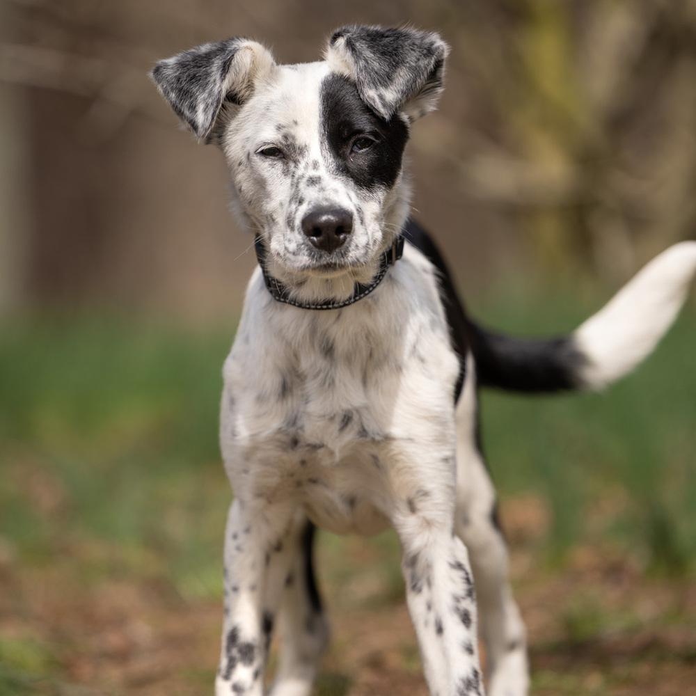 Enlarge Chilly - 25309, a Adoptable mixed breed in Armonk, NY image 4/6