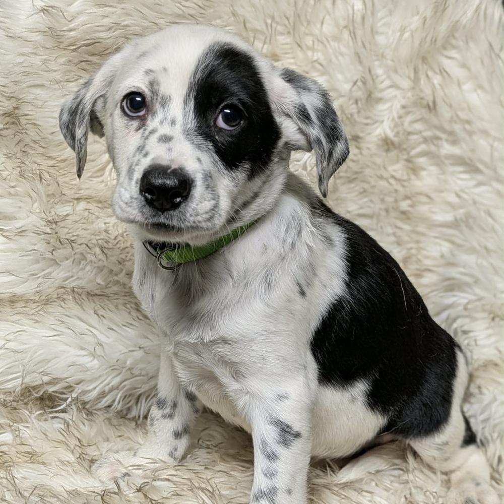 Enlarge AAD Featured Pup!  Chilly - 25309, a Adoptable mixed breed in Armonk, NY image 3/3