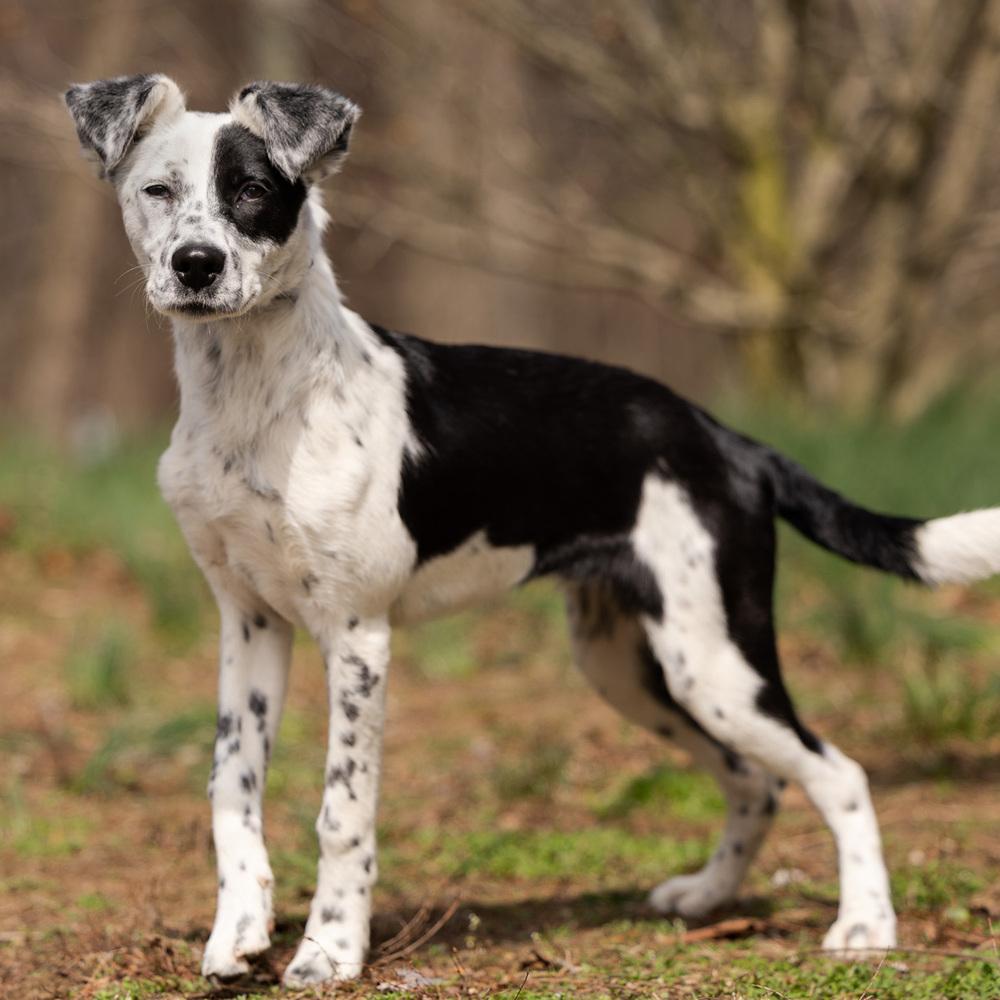 Enlarge Chilly - 25309, a Adoptable mixed breed in Armonk, NY image 5/6