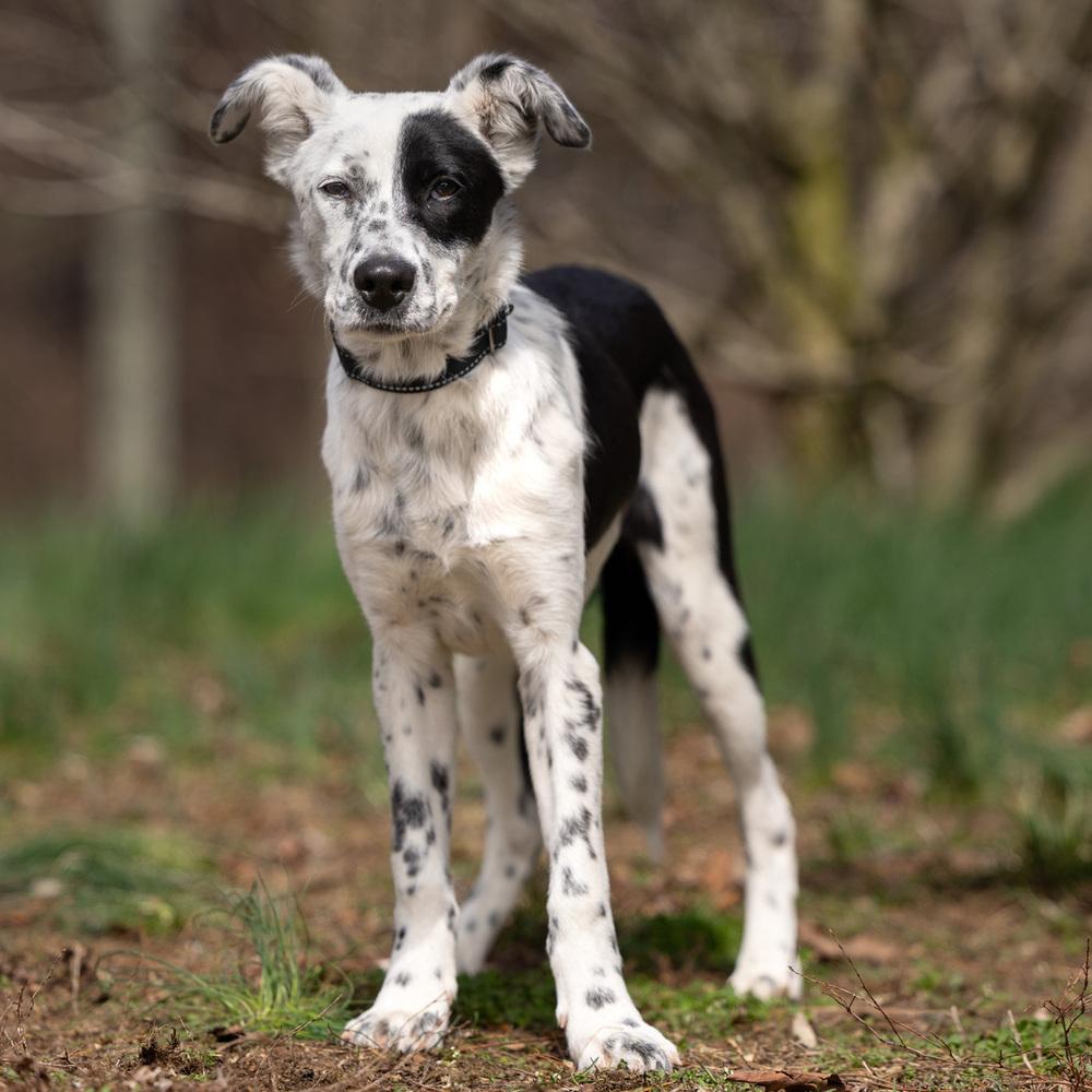 Enlarge Chilly - 25309, a Adoptable mixed breed in Armonk, NY image 6/6