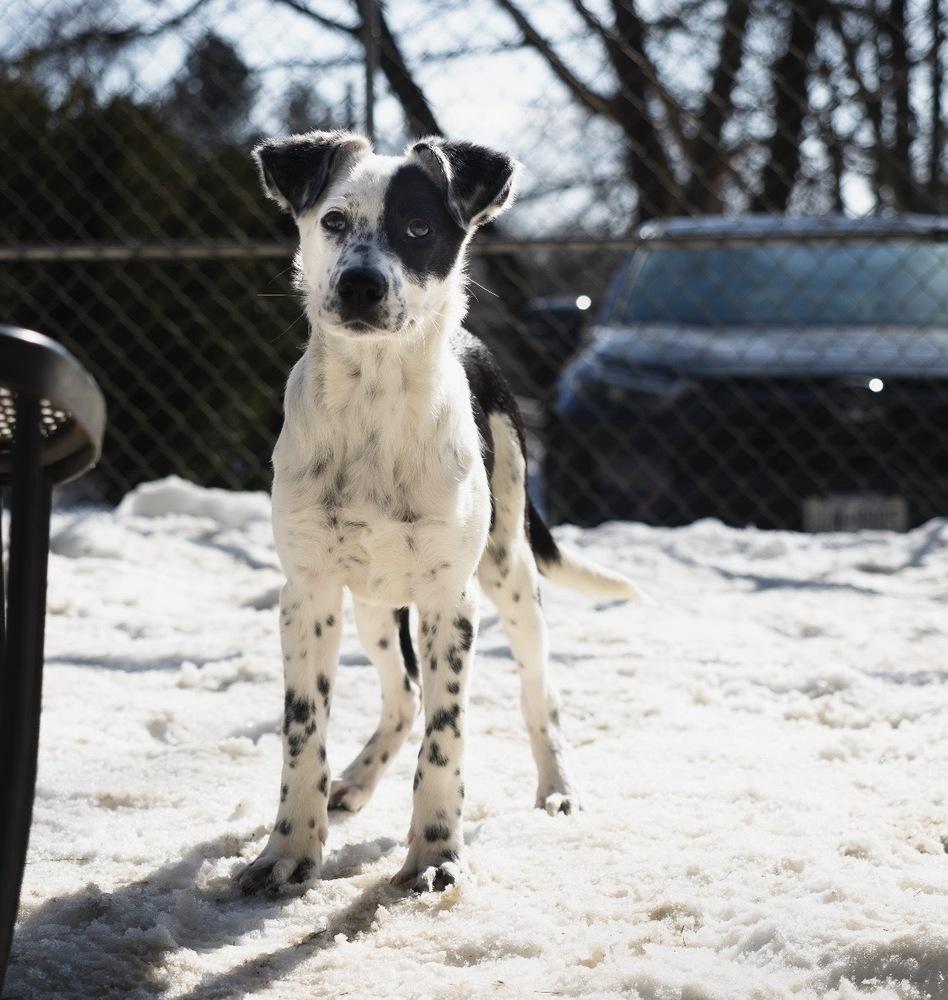 Enlarge Chilly - 25309, a Adoptable mixed breed in Armonk, NY image 4/4