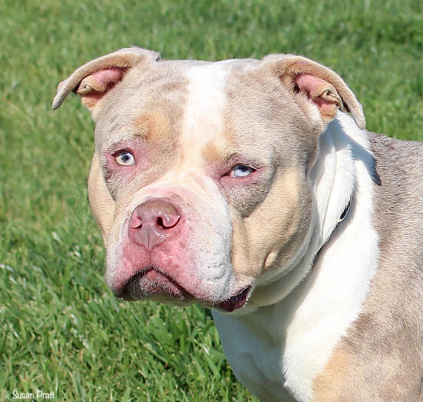 Enlarge Harley, a ADOPTABLE American Bully in Bedford, VA image 1/3
