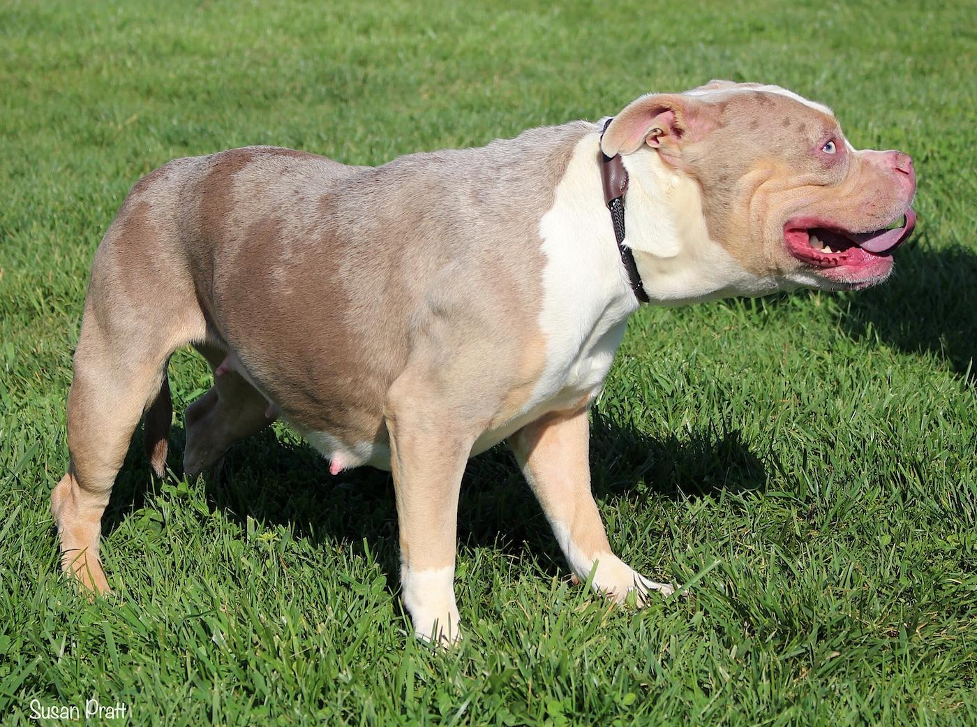 Enlarge Harley, a ADOPTABLE American Bully in Bedford, VA image 2/3