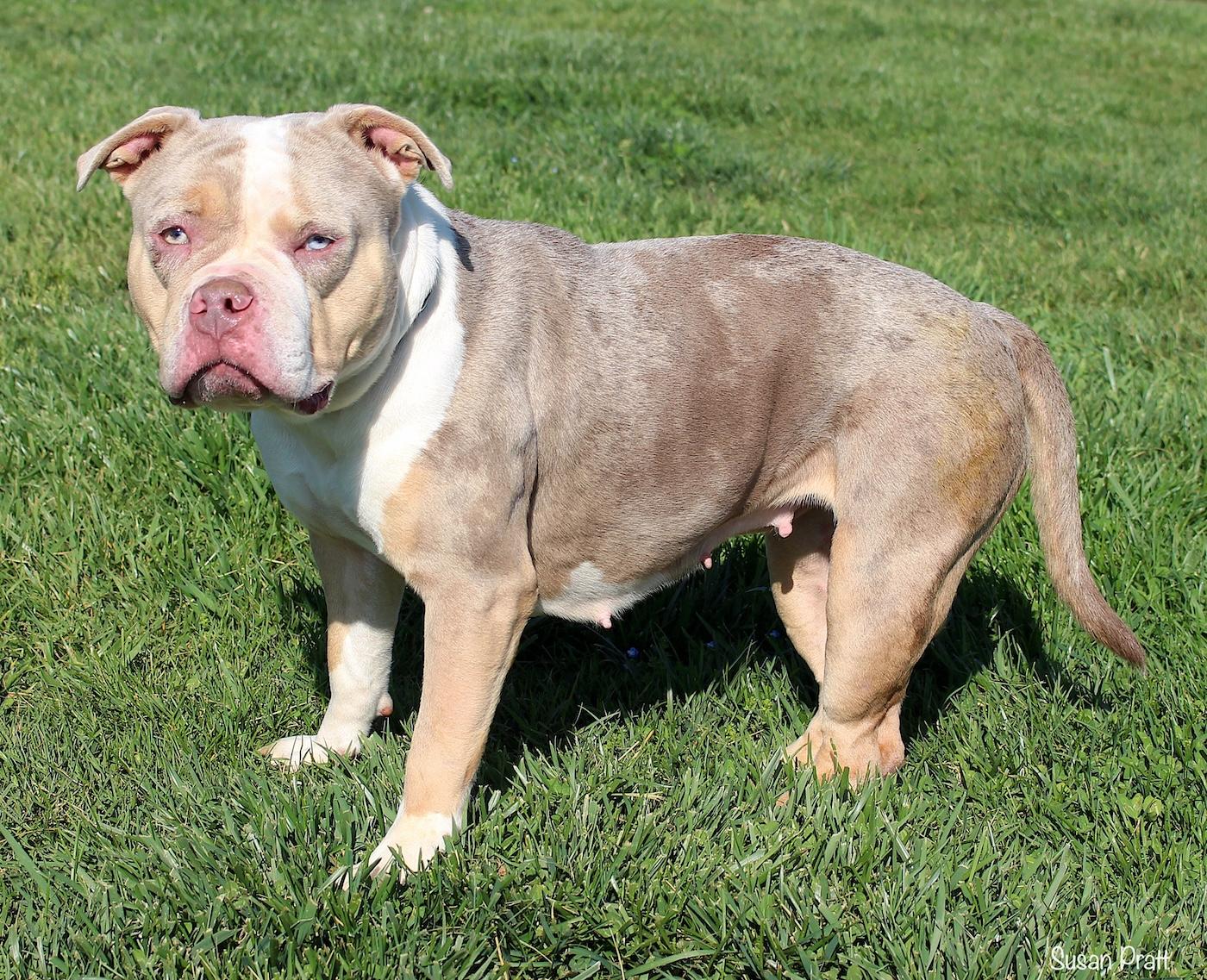 Enlarge Harley, a ADOPTABLE American Bully in Bedford, VA image 3/3