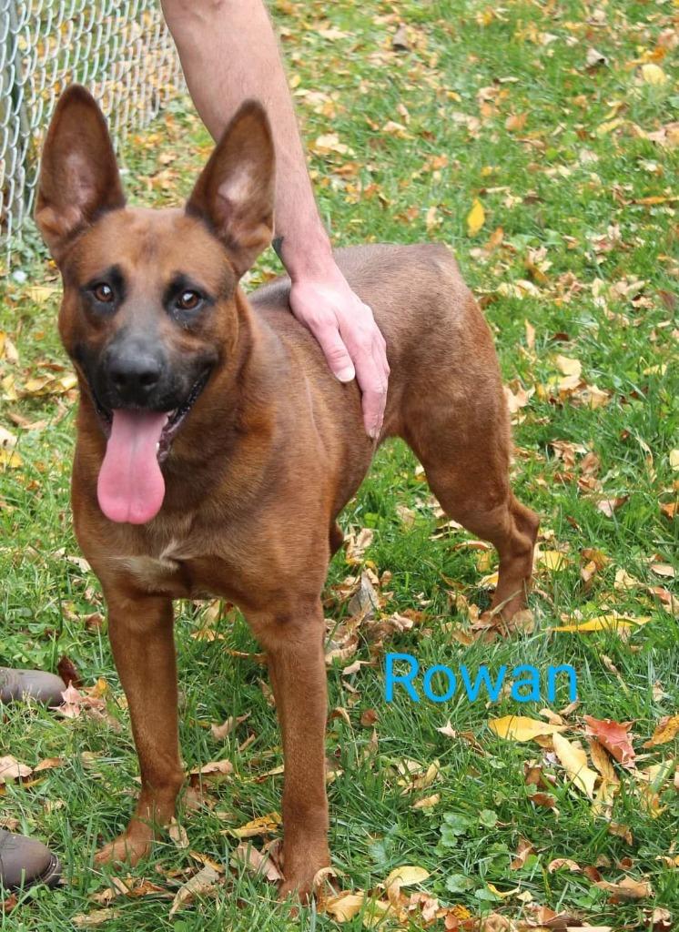 Rowan, Adoptable, Adult Male Doberman Pinscher & Mixed Breed.