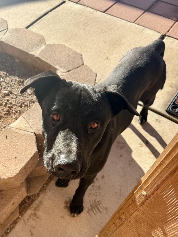 Enlarge Wolf, a ADOPTABLE American Staffordshire Terrier in TUCSON, AZ image 2/2