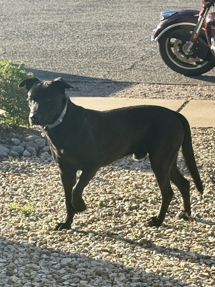 Enlarge Wolf, a ADOPTABLE American Staffordshire Terrier in TUCSON, AZ image 1/2